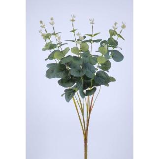 RAMO EUCALIPTUS X10 50 CM VARIEGATA