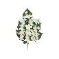 CONJUNTO LILIES-RANUN X 13-57 CM BLANCO