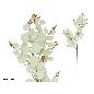 VARA EUCALIPTO X 160 - 99 CM BLANCO