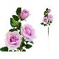 VARA ROSAS X 3 -85 CM VIOLETA