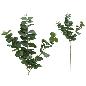VARA EUCALIPTO C/BAYAS X 3-80 CM VERDE