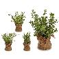 PLANTA RAMAS SACO BLANCA SURT 4