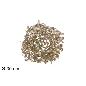 CORONA 30 CM HOJAS CHAMPAGNE