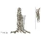 TALLO COLGANTE BRILLANTE 110 CM CHAMPAGNE