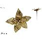 TALLO FLOR DORADO 27 CM CON PERLAS