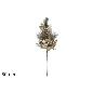 TALLO CON HOJAS 80 CM ORO CHAMPAGNE