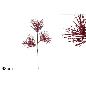 TALLO 68 CM HILOS LAMINADOS ROJO