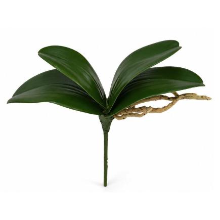 RAMO HOJAS ORQUIDEA C/RAICES X 4-25 CM