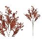 VARA FERN MIX X25-77 CM TE
