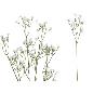 PAQ. 6 VARA GYPSO BICOLOR R/TOUCH (S) 66 CM BLANCO