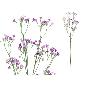 VARA GYPSO BICOLOR R/TOUCH (S) 66 CM VIOLETA