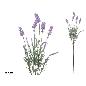 VARA LAVANDA X5 72 CM VIOLETA