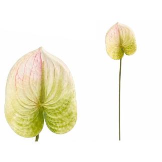VARA ANTHURIUM 3D PRINTED 60 CM BLANCO