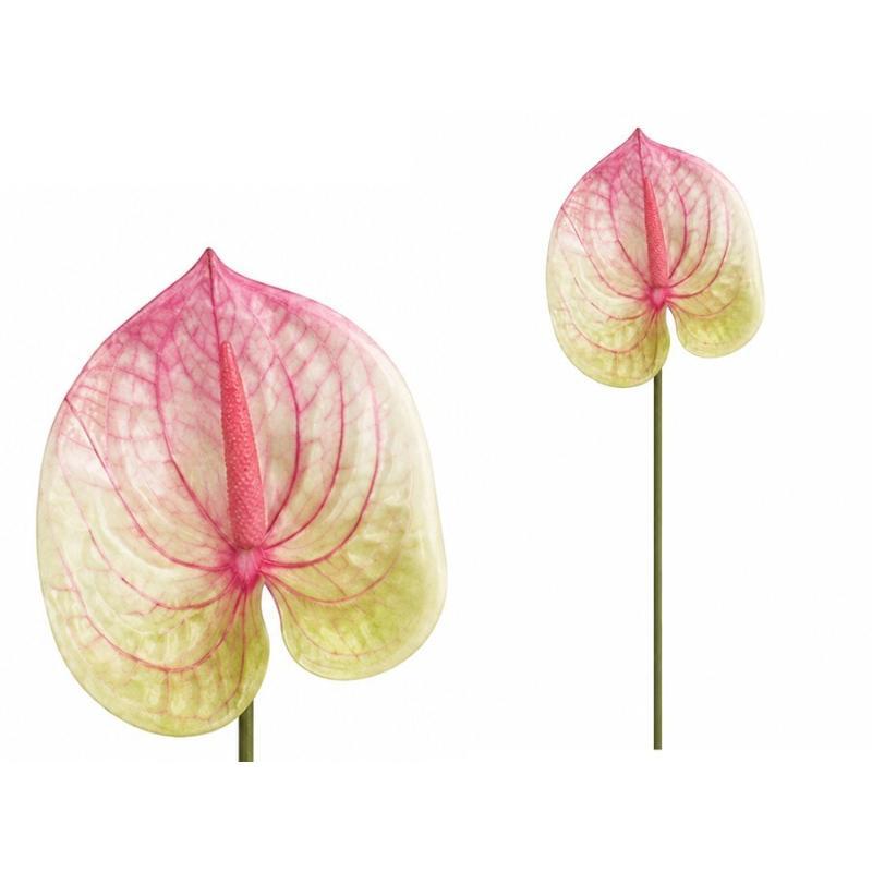 VARA ANTHURIUM 3D PRINTED 60 CM ROSA