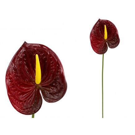 VARA ANTHURIUM 3D PRINTED 60 CM ROJO