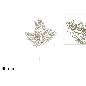 TALLO 69 CM 3 HOJAS GLITTERADAS CHAMPAGNE
