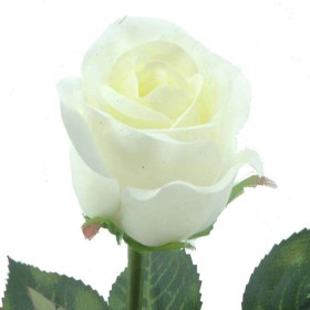 CAPULLO CREMA                                     