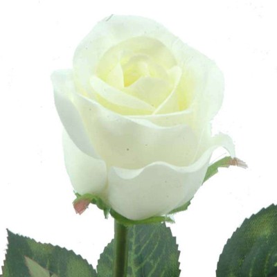 CAPULLO CREMA                                     